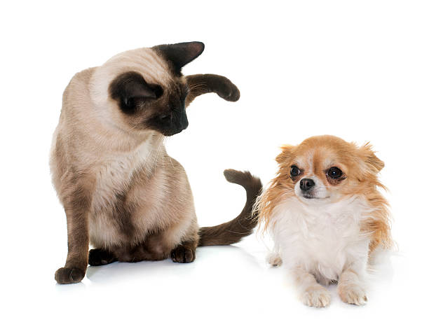 istock young siamese cat and chihuahua 515860962