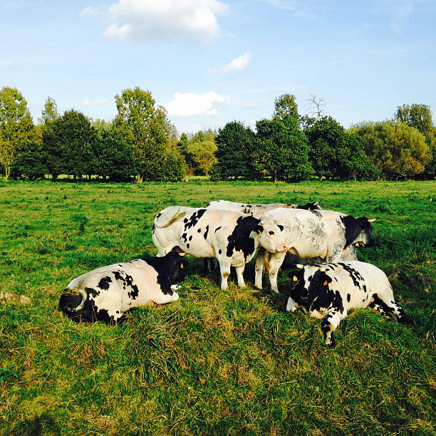 istock Cows resting in the pasture in Belgium 515861503