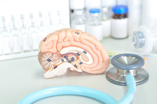 istock human brain model and medical laboratory 515861789