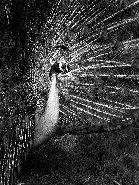 istock Portrait of peacock with spread feathers 515862130