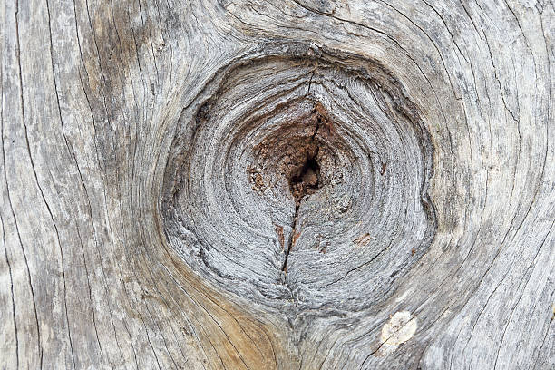 Wooden texture in nature