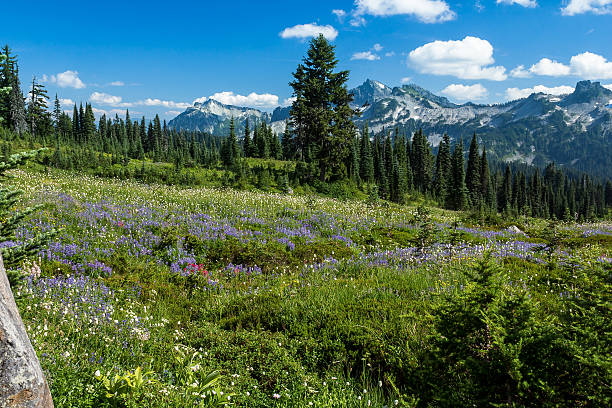 istock Wildflowers and Mountains 515862515