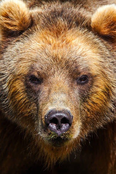 istock brown bear portrait looks in the camera 515863098