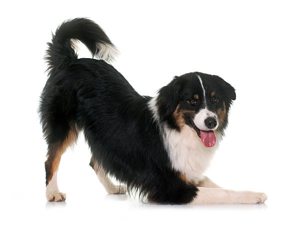 tricolor australian shepherd tricolor australian shepherd in front of white background bowing stock pictures, royalty-free photos & images