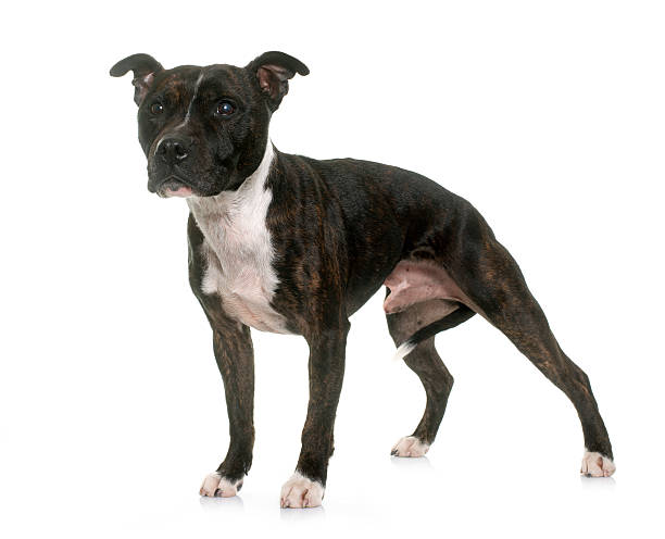 istock staffordshire bull terrier 515864114