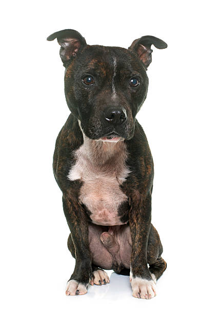 istock staffordshire bull terrier 515864272