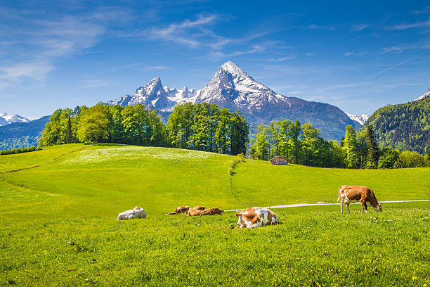istock Idyllic landscape in the Alps with grazing cows in summer 515864416