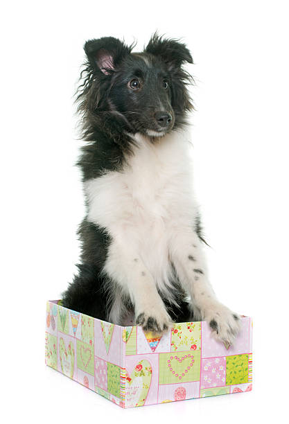 istock puppy shetland sheepdog 515864942