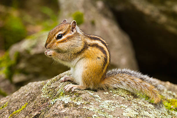 istock Altai: Chipmunk Tamias Sibiricus 515865341