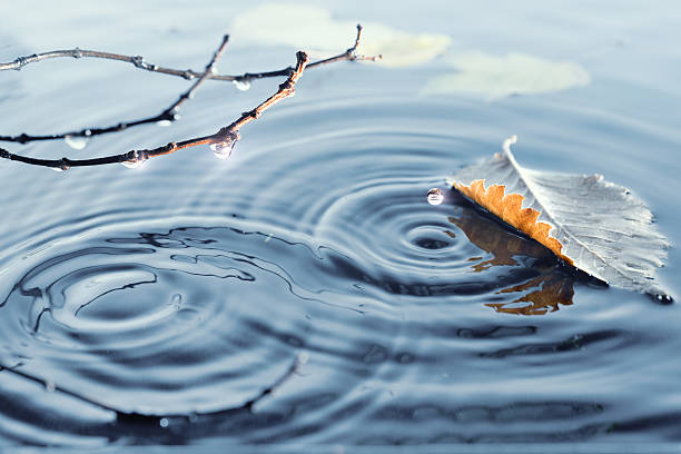 istock Autumn leaves floating on the water surface 515866137