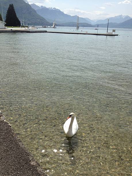 istock swan in shallow water 515866937