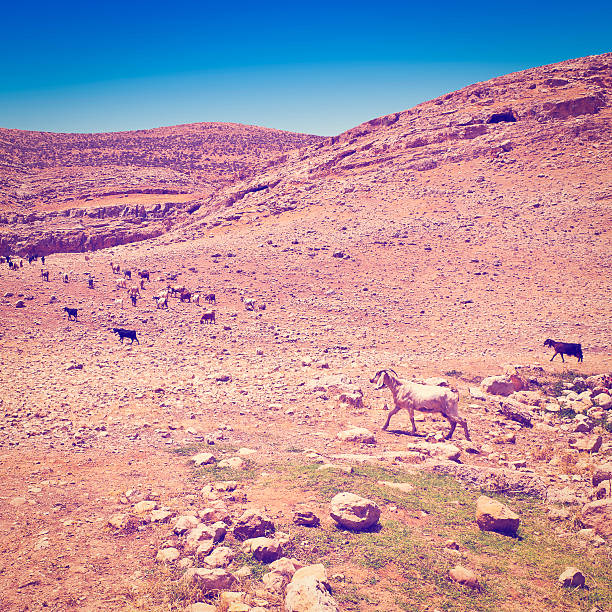 istock Herd of Goats 515868511