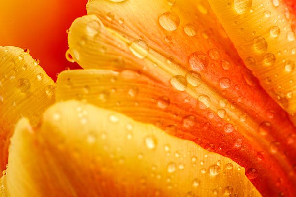 Tulips in garden