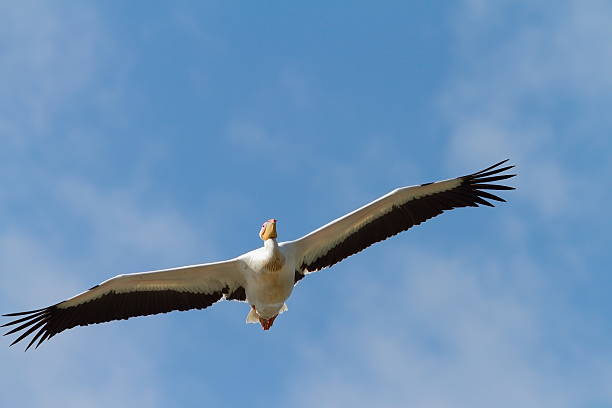 istock great pelican flying towards the camera 515882366