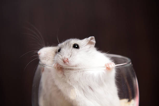 istock tiny Djungarian hamster in a transparent glass 515882634