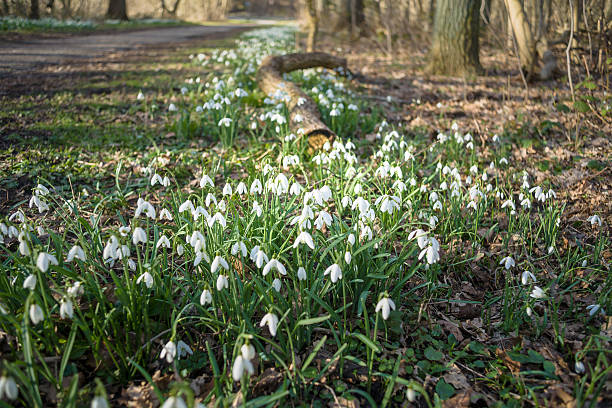 Bunch of Snowflake or Snowdrop flower in bloom. Detailed picture with a bunch of Snowflake or Snowdrop flower in bloom. One of the first spring flowers which is blooming in February and March. Beautiful white blossom and green leavesat Texel, Holland snowdrops in woodland stock pictures, royalty-free photos & images