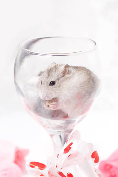 istock Jungar hamsters in a transparent glass 515883866