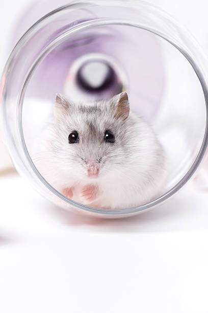 istock Jungar hamster in an inverted glass 515883970