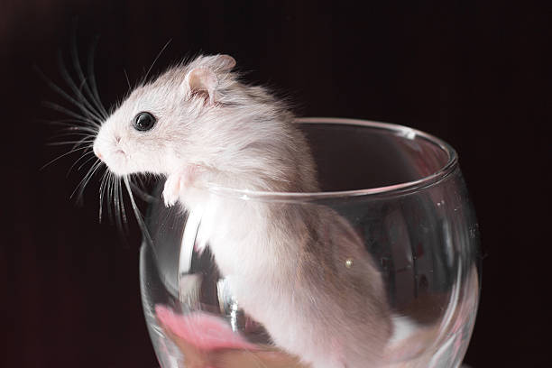 istock tiny Djungarian hamster in a transparent glass 515884116