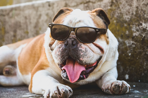 Funny lazy dog - english bulldog wearing sunglasses, with sulking expression