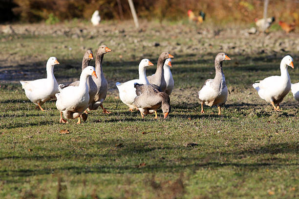 istock Grey and white domestic goose on poultry farm 515885484