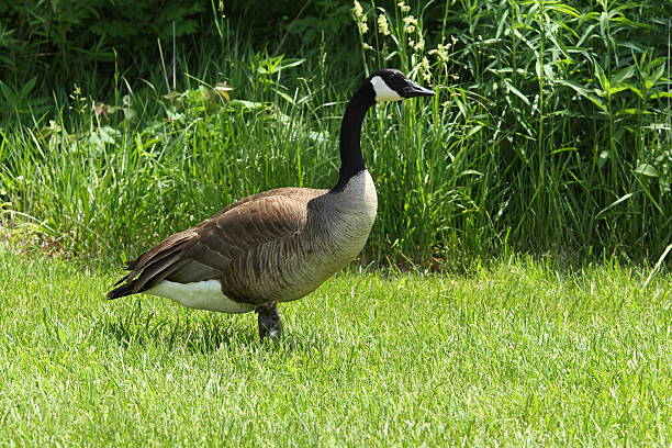 istock Canadian Geese and/or Gosling 515885954