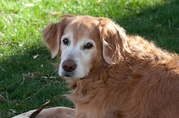 Senior Golden Retriever