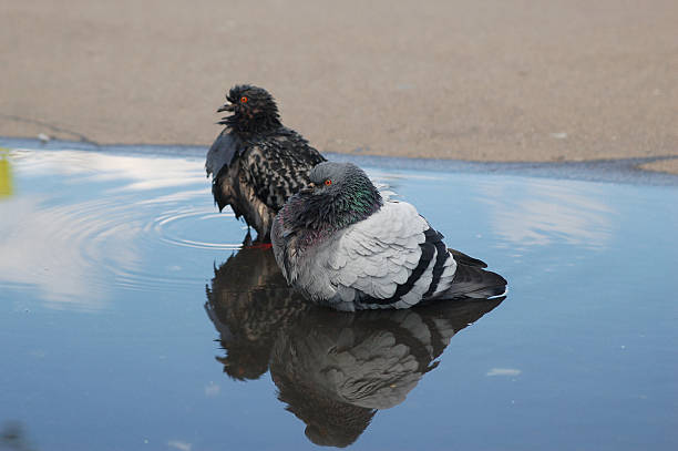 istock Two rock pigeons wash themselves in the puddle 515886782