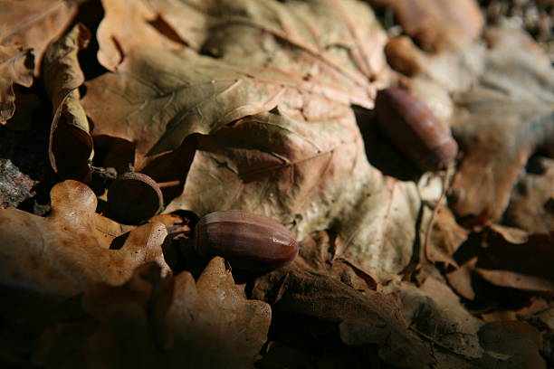 istock Composition of acorns from oak 515887192