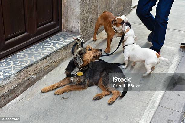 Dogs Are Waiting For Their Dog Walker Stock Photo - Download Image Now - Bulldog, Cute, Dog