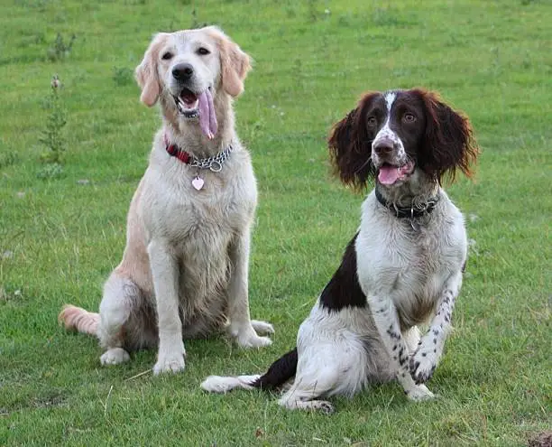 springer spaniel and golden retreiver pet gundogs friends together