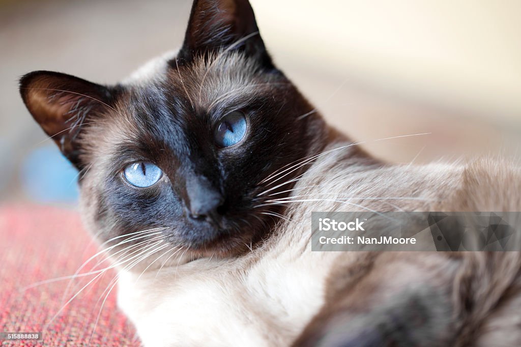Bijou, the Siamese A cocky-looking typical Siamese cat with focus on the eyes. Siamese Cat Stock Photo