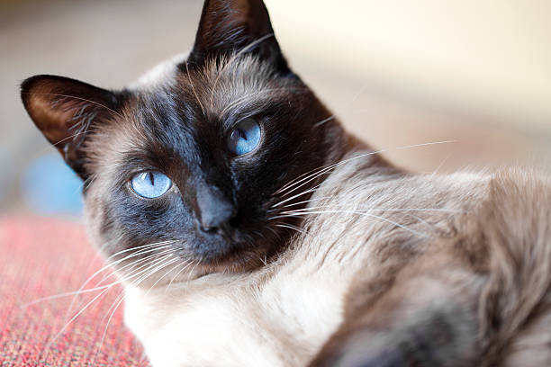 Bijou, the Siamese A cocky-looking typical Siamese cat with focus on the eyes. siamese cat stock pictures, royalty-free photos & images