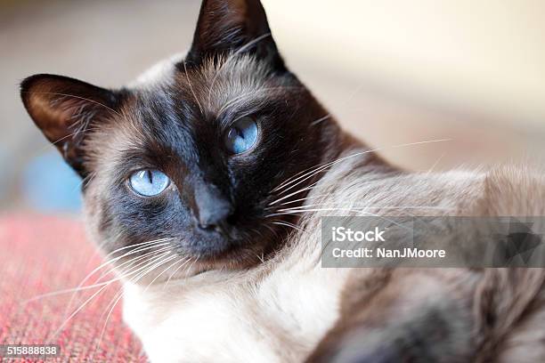 Bijou The Siamese Stock Photo - Download Image Now - Siamese Cat, Animal, Animal Body Part