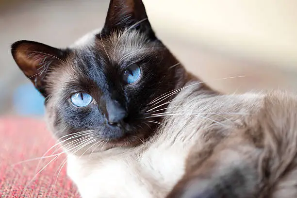 A cocky-looking typical Siamese cat with focus on the eyes.