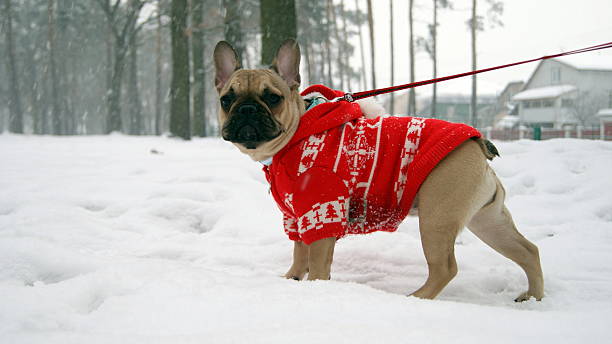French bulldog in red jacket on the walk in forest 
