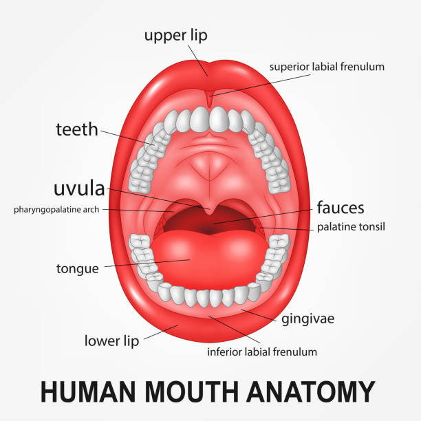 ilustrações de stock, clip art, desenhos animados e ícones de boca humana anatomia, abra a boca com a explicação - human teeth dental hygiene anatomy diagram