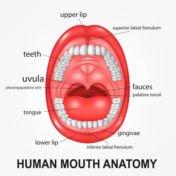 Vector illustration of Human mouth anatomy, open mouth with explaining