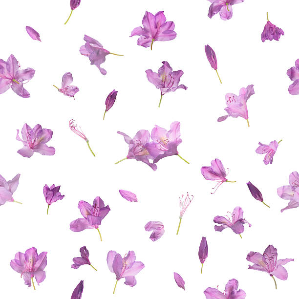Seamless Pink Blooming Flowers