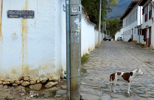 A spotted dog stands on the street, looking to the right of the photo, while an arrow sign (reading \
