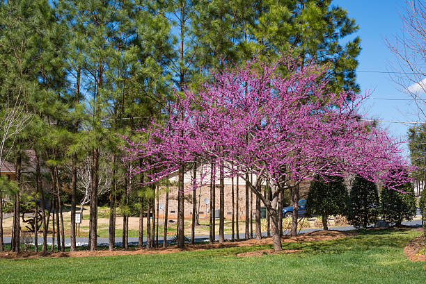 Cтоковое фото Красный Бутон дерево спереди лужайке