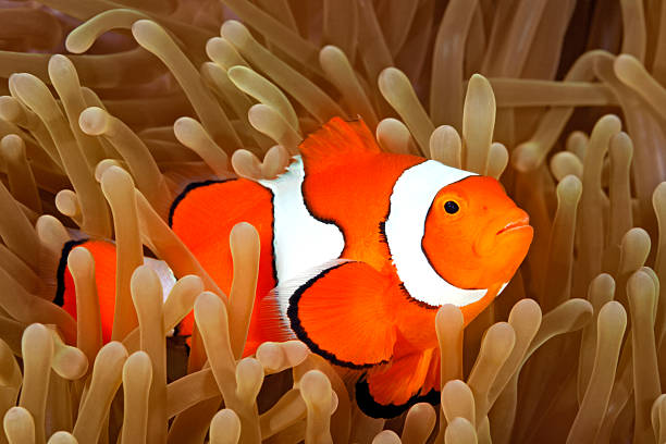 istock Clown Anemonefish in Sea Anemone 515891886
