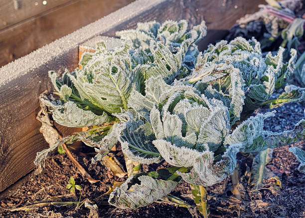 A frozen cabbages in a raised bed vegetable garden in winter.
