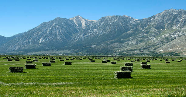Freshly bailed alfalfa in Nevada's Carson Valley