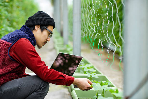 istock Researcher checking plants in a greenhouse 515894324