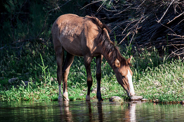 istock weathered looking Brown Horse Drinking from river on green bank 515895846