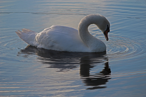 A mute swan, identifiable by the nob on the base of its beak, is reflected on a British pond.