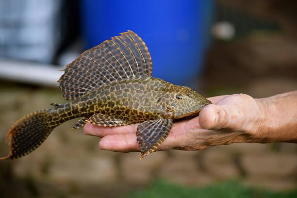 Plecostomus Fish A tropical fish, also known as pleco, is part of the armored catfish family. It is commonly  used in aquariums to help control algae. loricariidae stock pictures, royalty-free photos & images