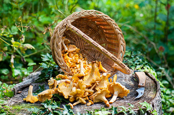istock Harvest of Chanterelles-Cantharellus cibarius 515907917