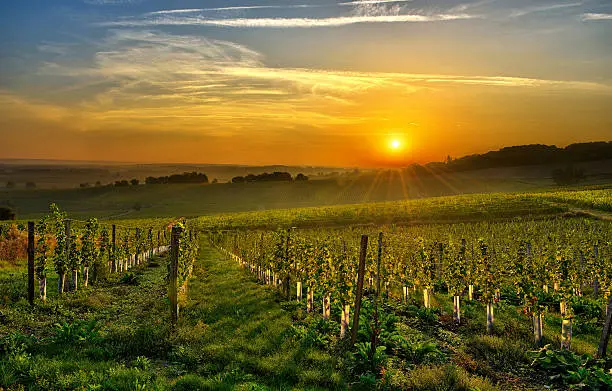 sunrise over a vineyard in the south west of France, Bergerac.